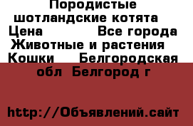 Породистые шотландские котята. › Цена ­ 5 000 - Все города Животные и растения » Кошки   . Белгородская обл.,Белгород г.